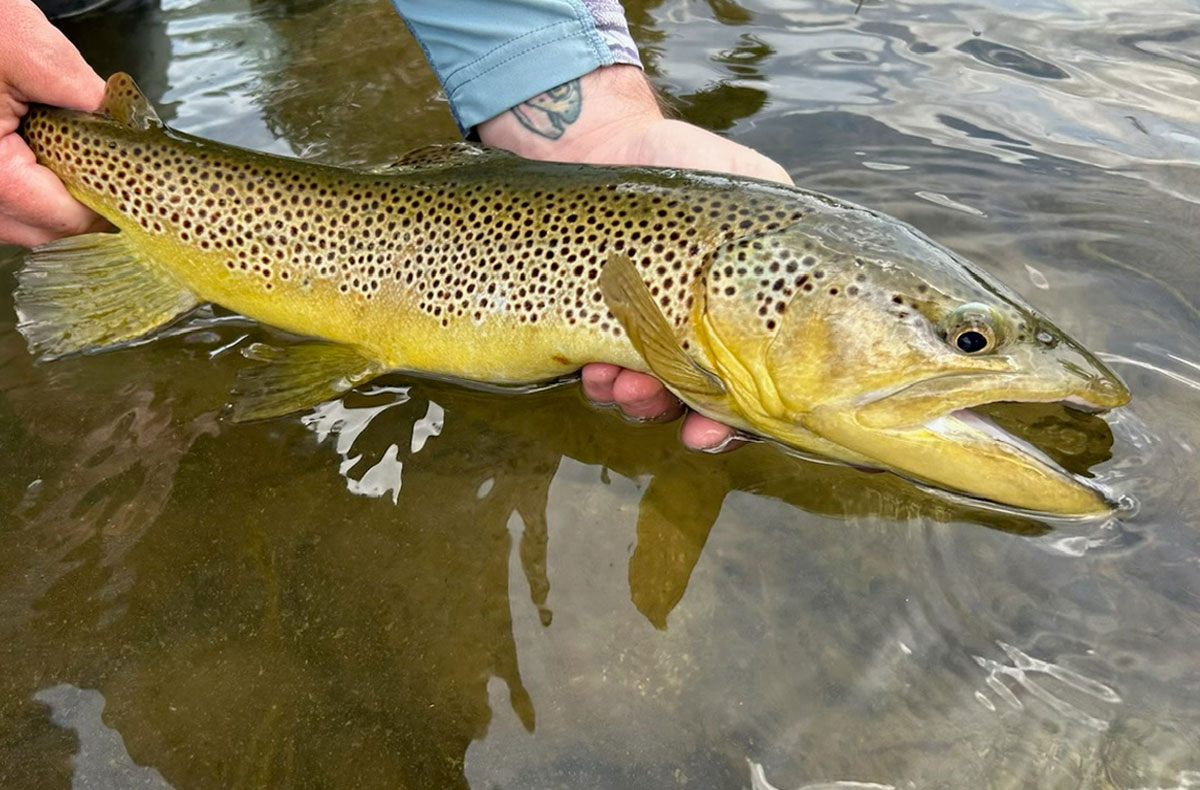 Fly Fishing Spokane River