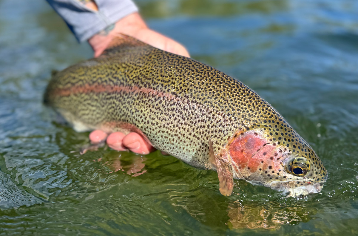 Fly Fishing Spokane River