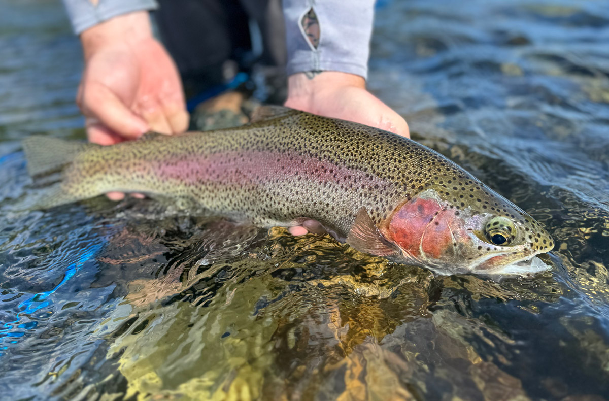 Fly Fishing Spokane River