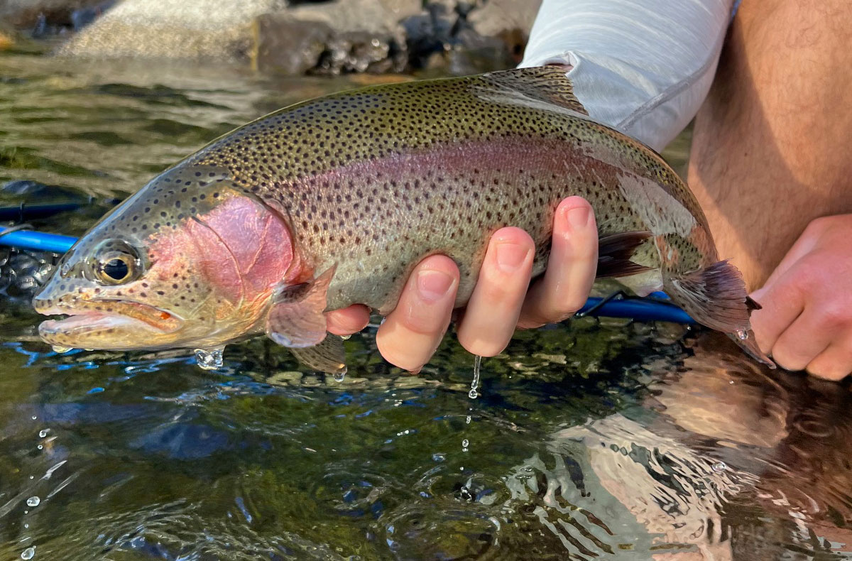 Spokane River Water Temps