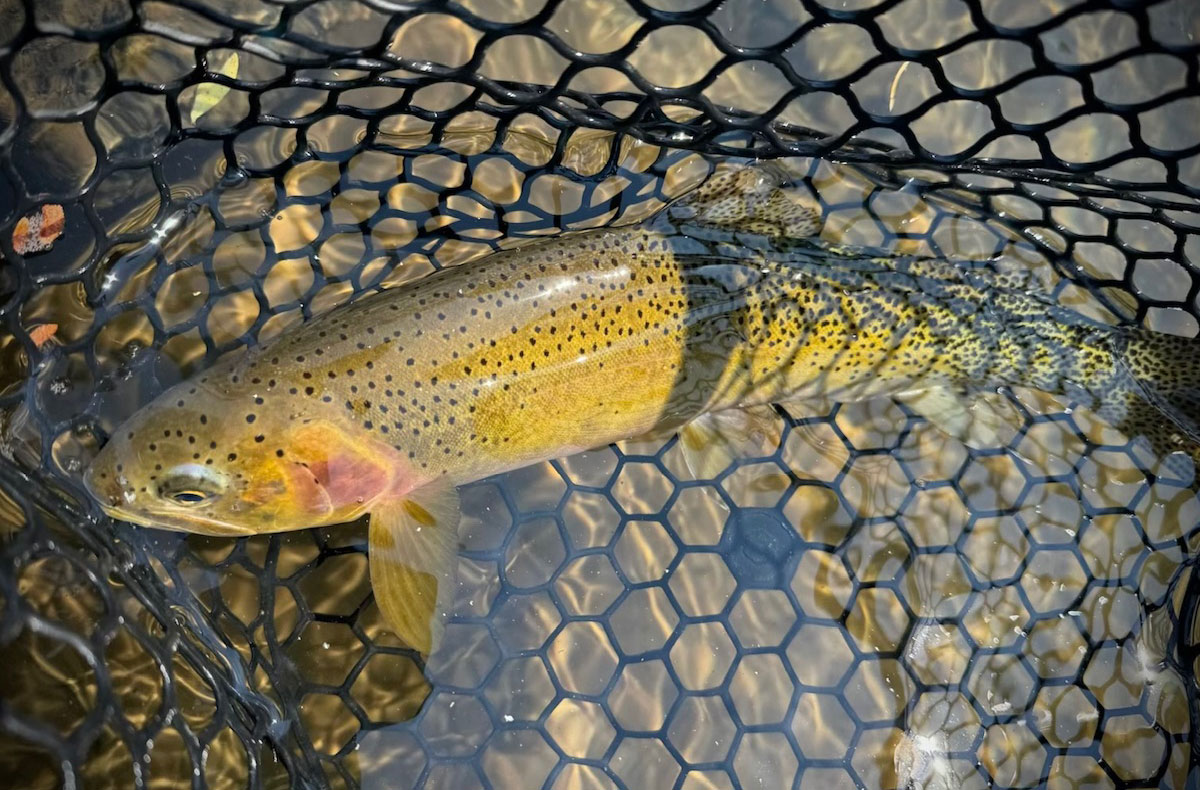 North Idaho Cutthroat