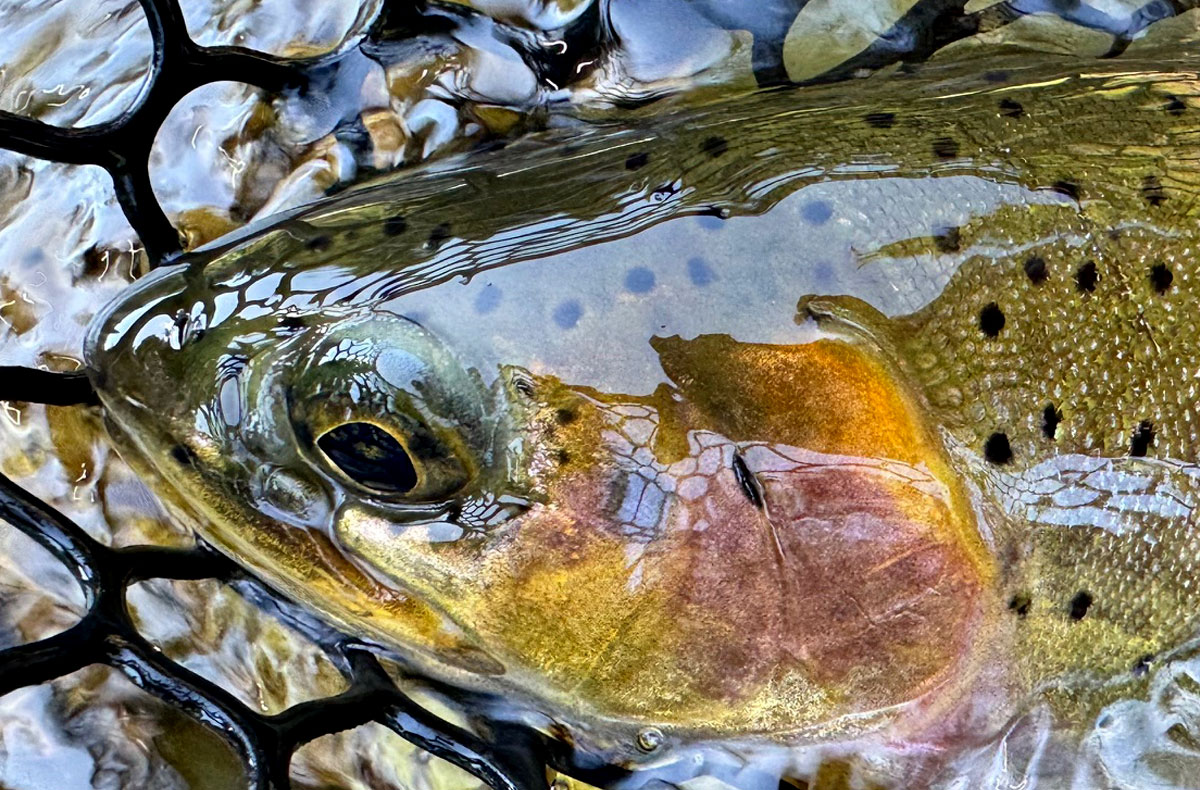 Fly Fishing North Idaho Cutthroat Trout