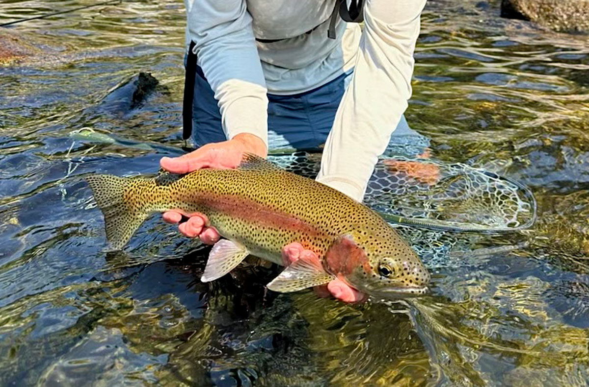 Spokane Redband Trout