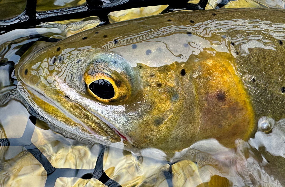 Fly Fishing North Idaho