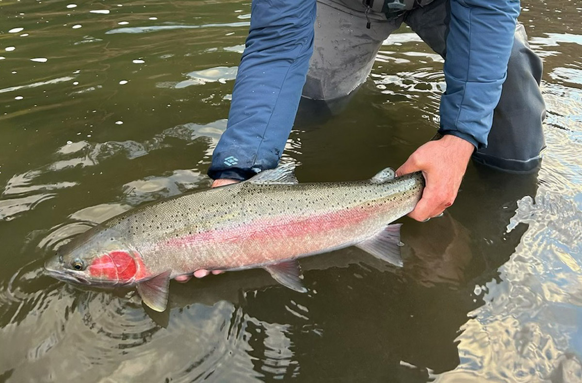 Washington Steelhead