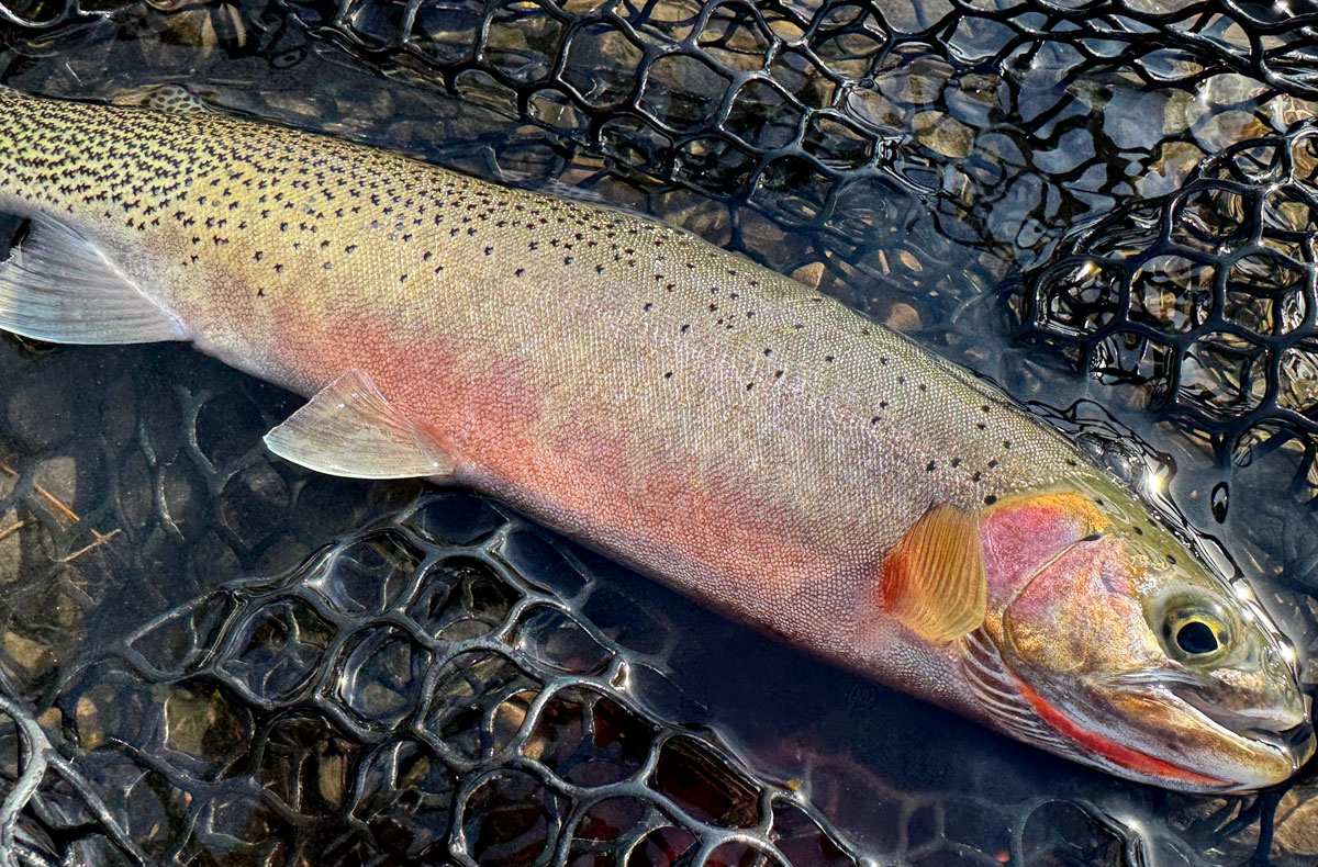 North Idaho Cutthroat Trout Fly Fishing