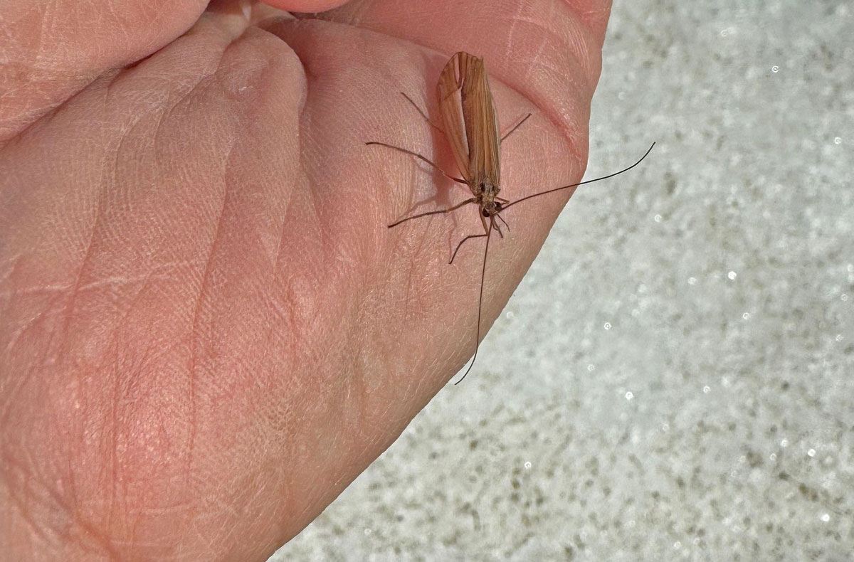 North Idaho Cutthroat Trout Fly Fishing