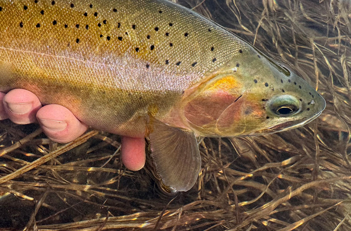 North Idaho Cutthroat Trout Fly Fishing