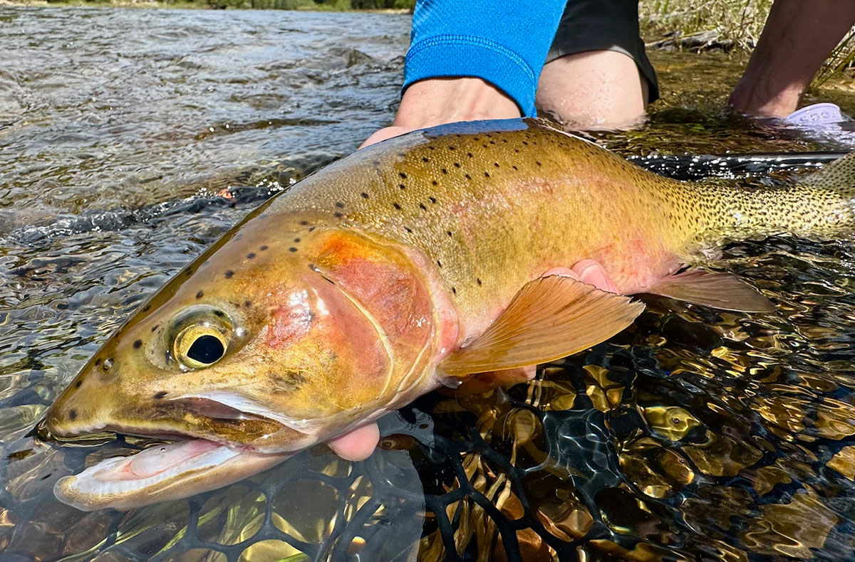 Silver Bow Fly Shop Staff
