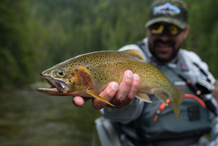 St. Joe River, Idaho - Guided Fly Fishing Trips